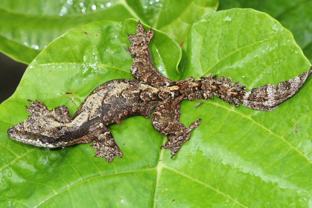  And much like the frogs, snakes, and lizards, the geckos in Sarawak glide too. This  Ptychozoon kuhlii  uses the webbed feet, as well as extra strips of skin along the body, and a flat wide tail as a rudder to help it in flight.&nbsp; photo credit: 