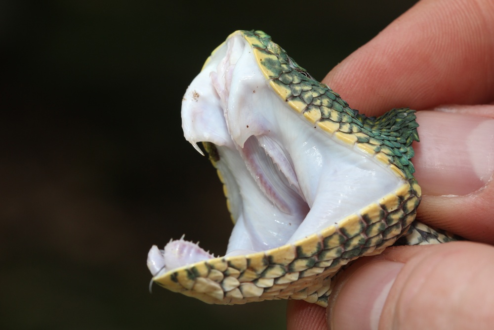  Having a close up look at the chompers of the arboreal viper  Tropidolaemus subannulatus.  Sorry mum! photo credit: Jackie Childers 