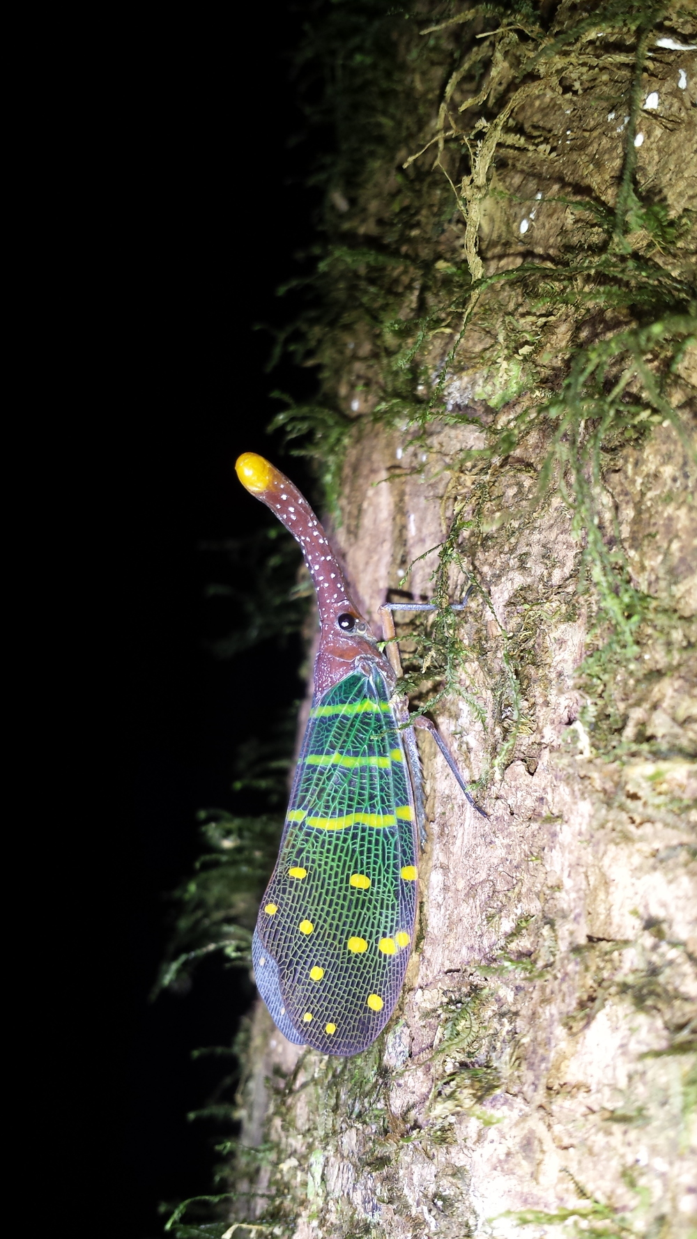  a very colorful latern bug. 