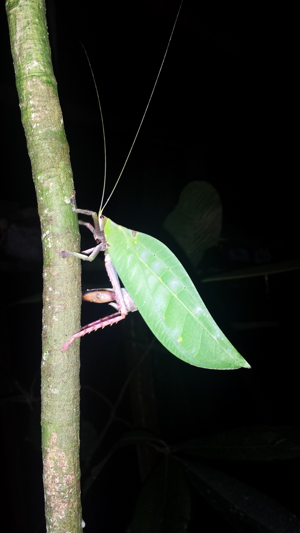  an enormous katydid. 