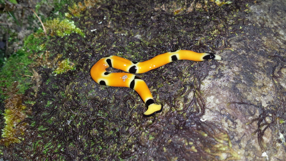  a candy corn colored flatworm. 