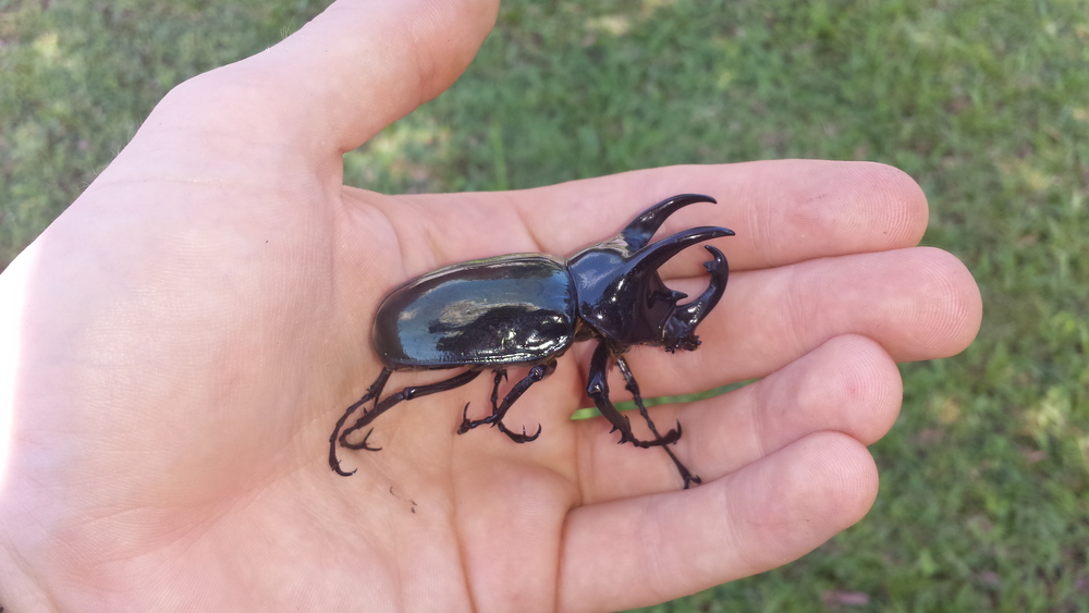  a common, but impressive rhinoceros beetle. 