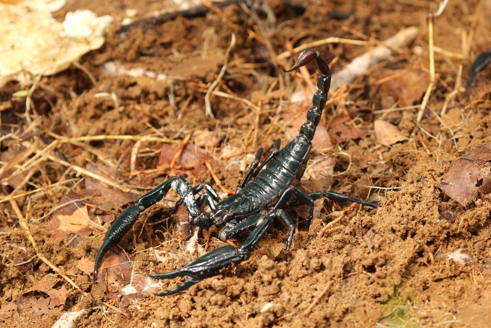  an iridescent scorpion found under a log. photo credit: Jackie Childers 
