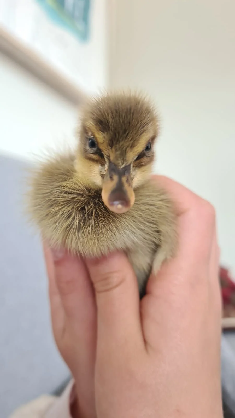 What Might it Mean to Re-Wild our Stories?