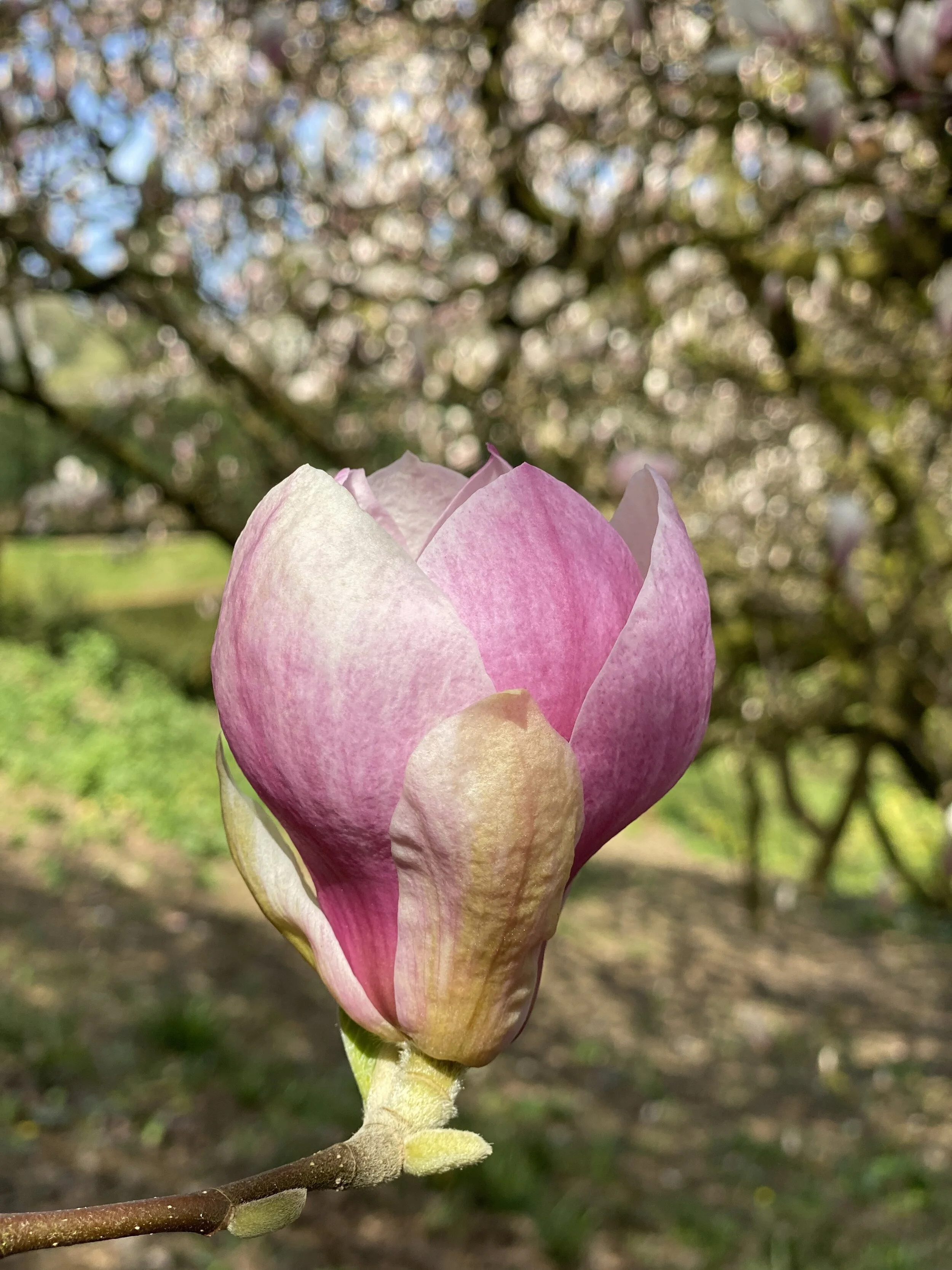 How Creative Practice is like a Greenhouse