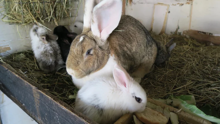 Kaninchen im Stall