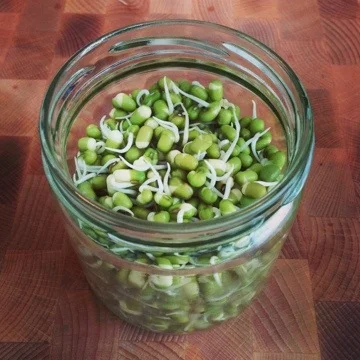 How-To-Sprout & Sprouted Smoothie