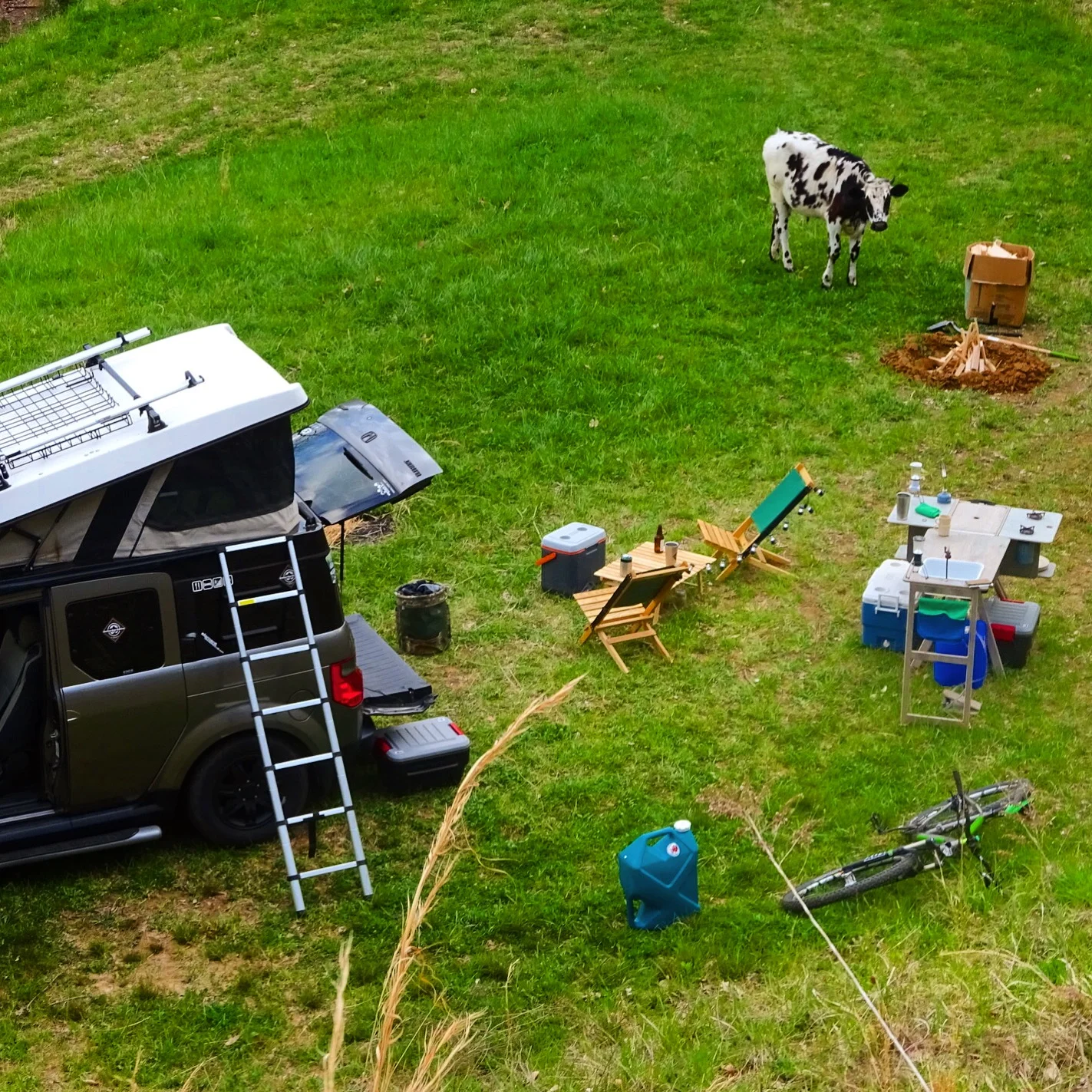 Camping with cows FifthElementCamping.com.JPG