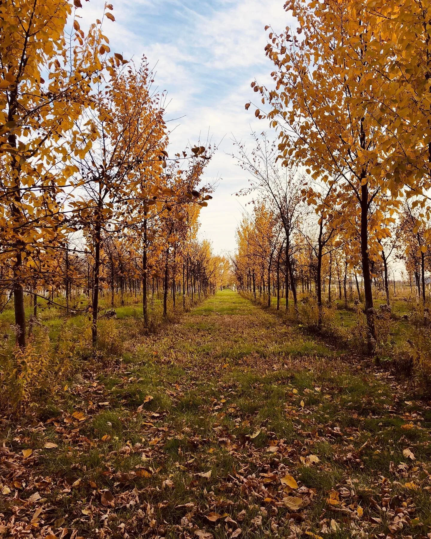 So, are you the man pursuing the horizon or the side-eye-throwing speaker, in this poem by Stephen Crane?

Me, I closed a looong, intense week by spending the day in utter calm. I texted a little but spoke to no one. I walked 10 miles. Just me, Churr