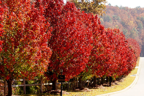 normal_red trees 2.JPG