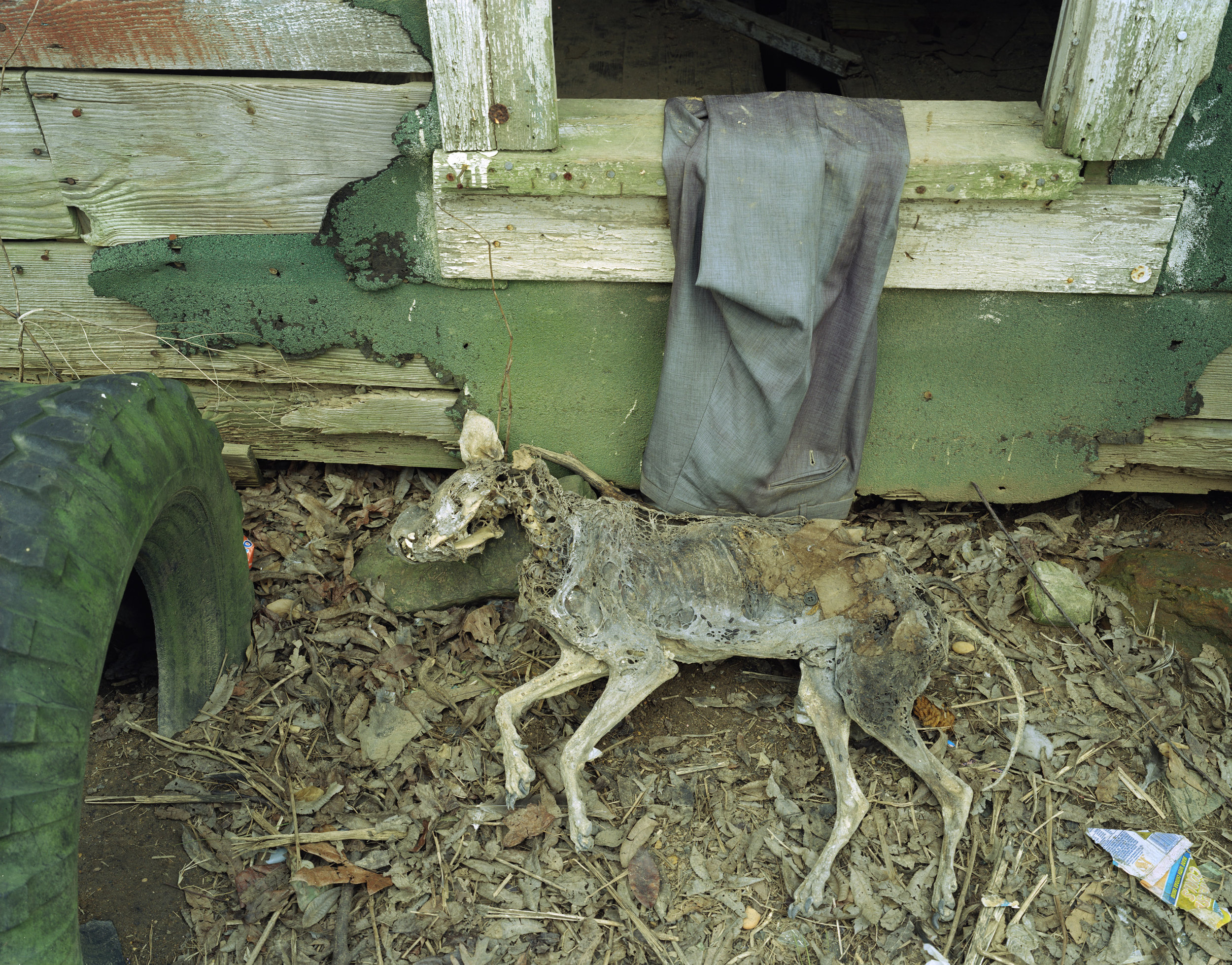 Dead Dog at Shepard's Shack