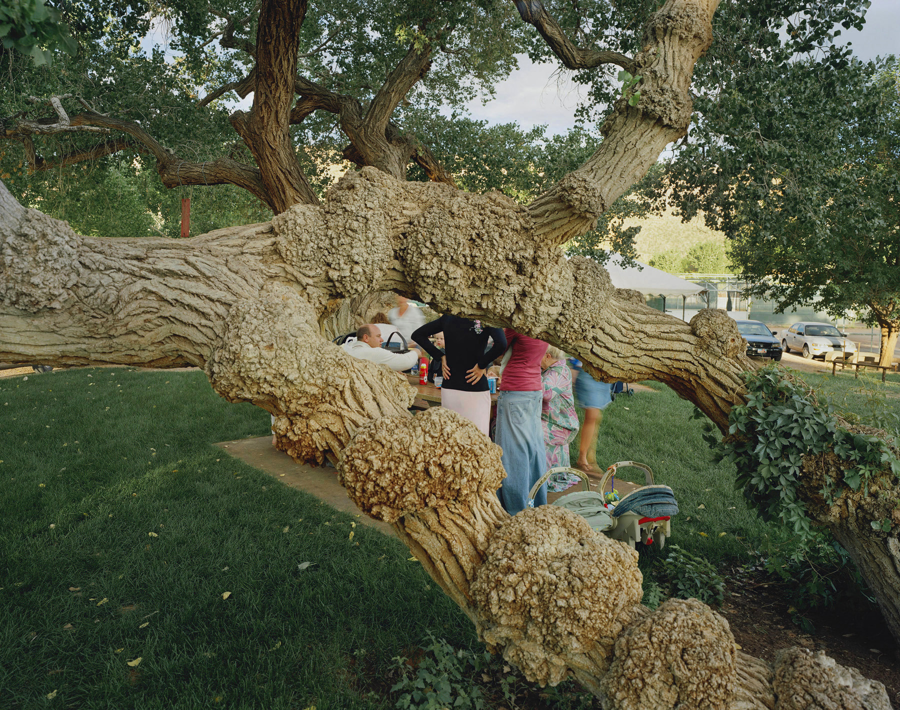 Cottonwood Park