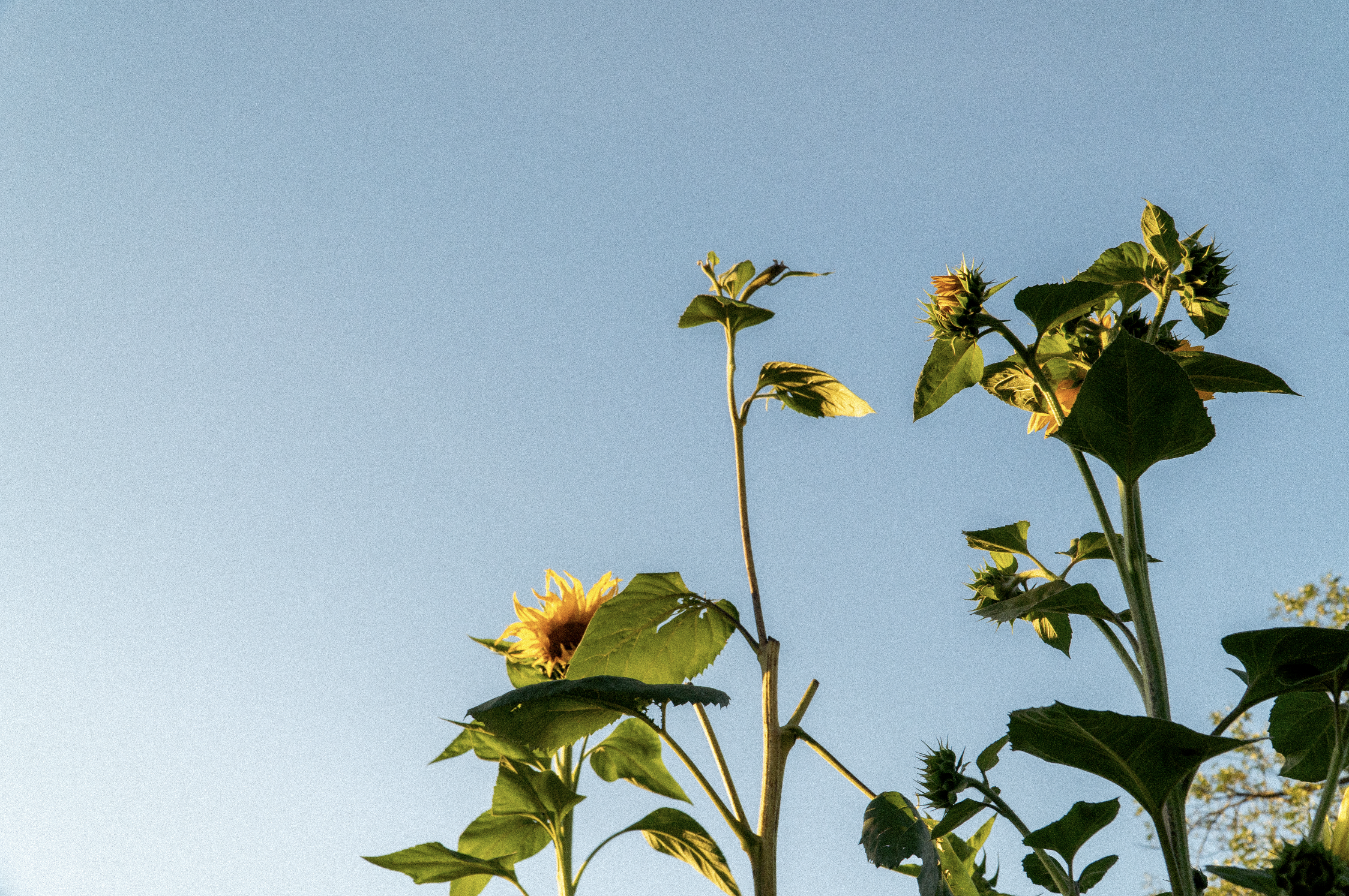Sunflowers at Slug Fest