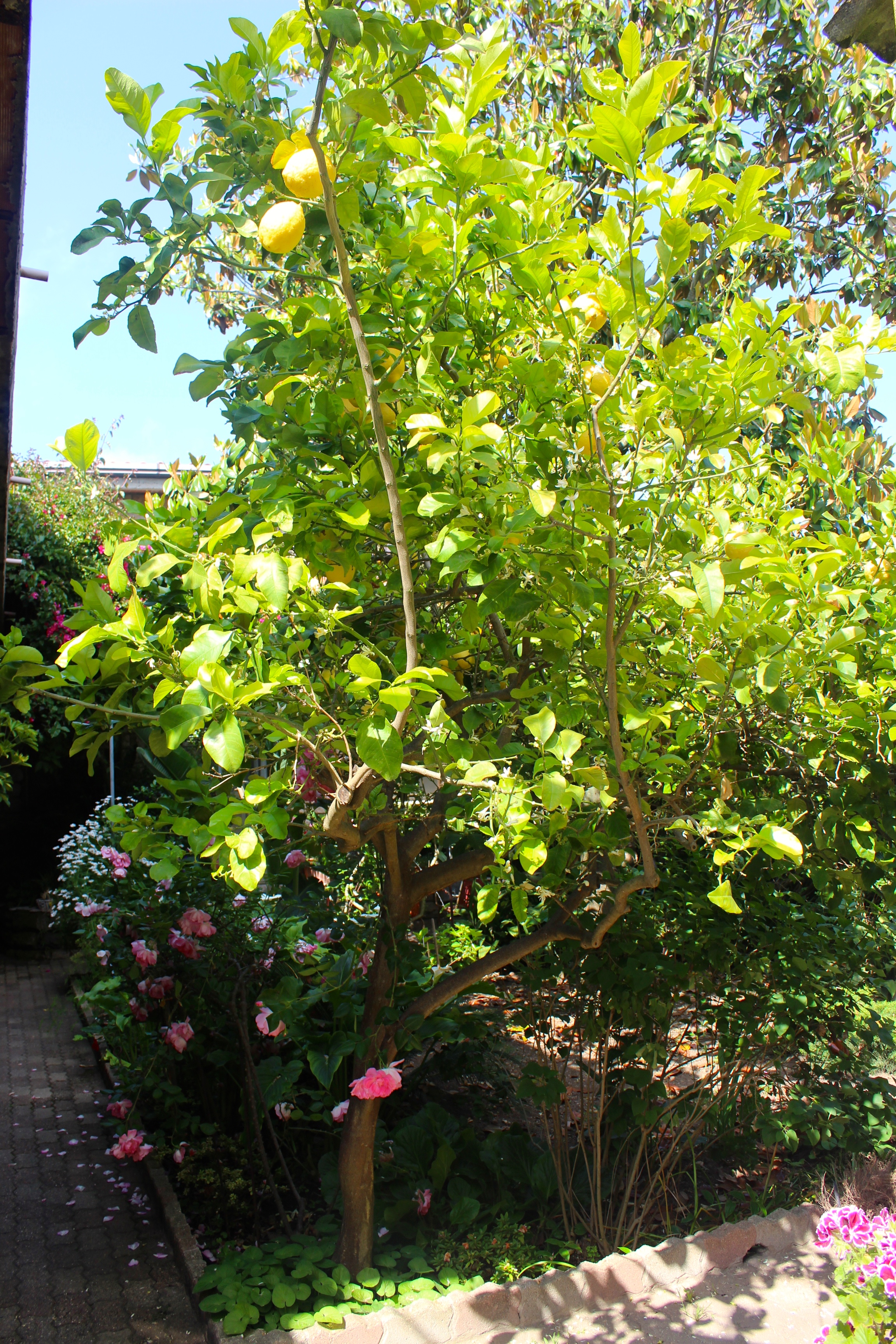 Lemon tree