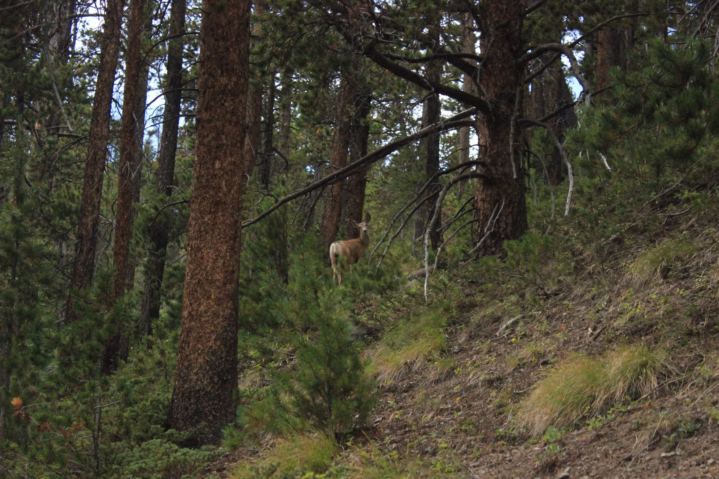 Yellowstone national park