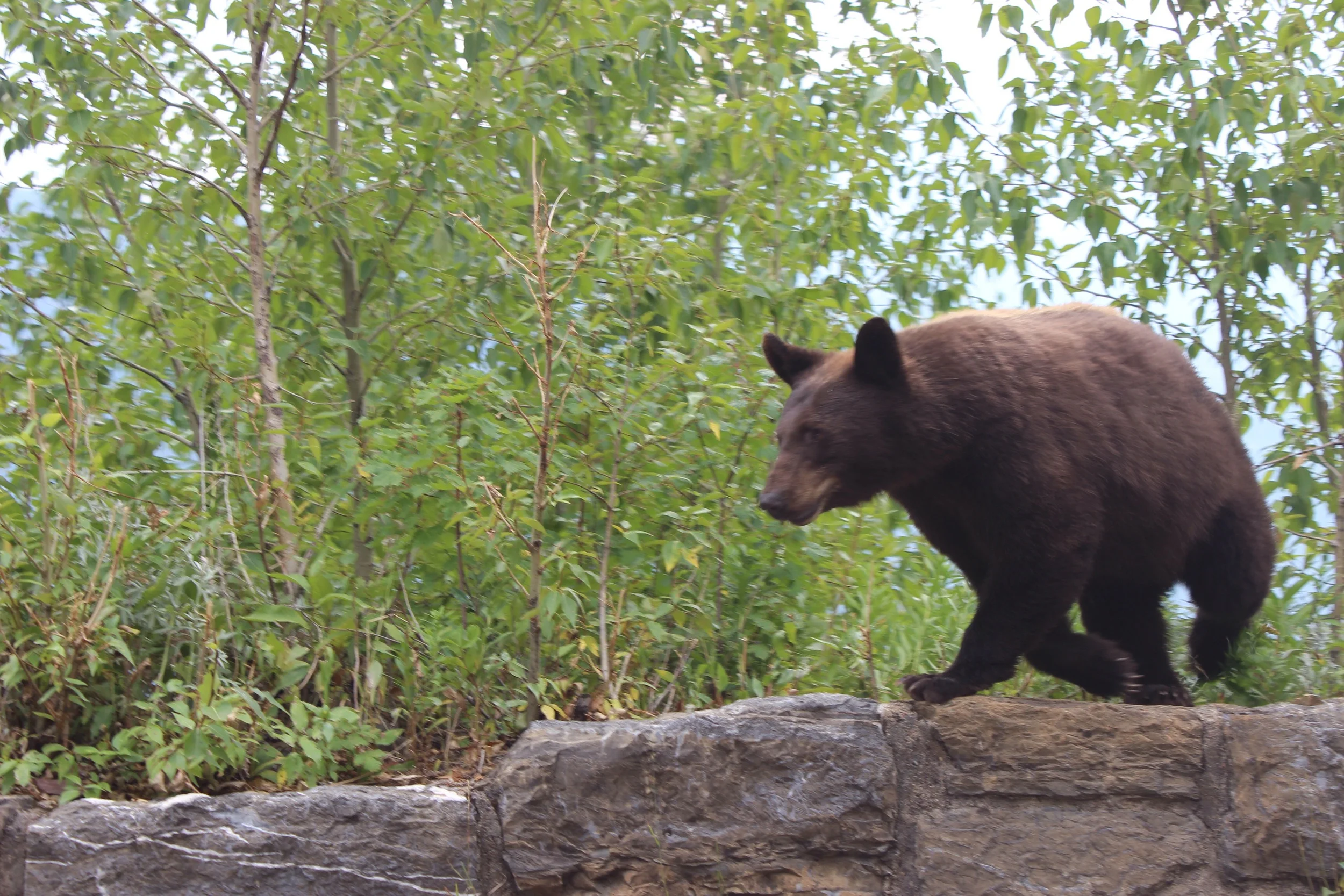 Bear encounter