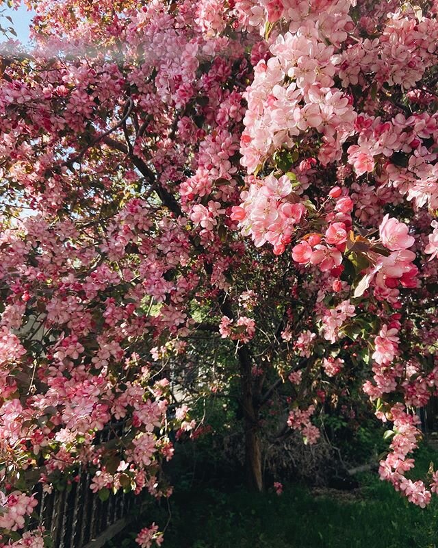 annual backyard glow up 🌸