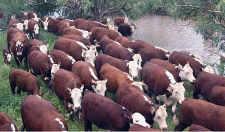 Leave The Herd To Reach Personal Greatness