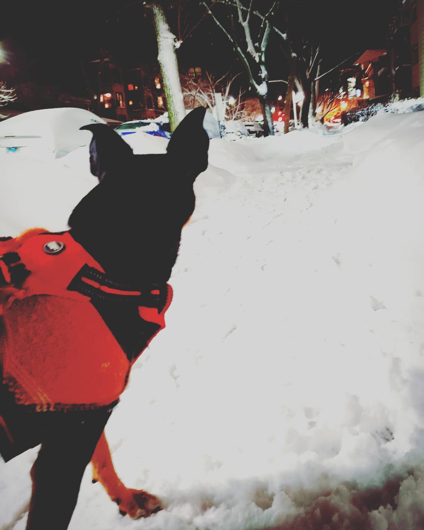 Winter in Chicago, Love it!  #Winter #Dogsofinstagram