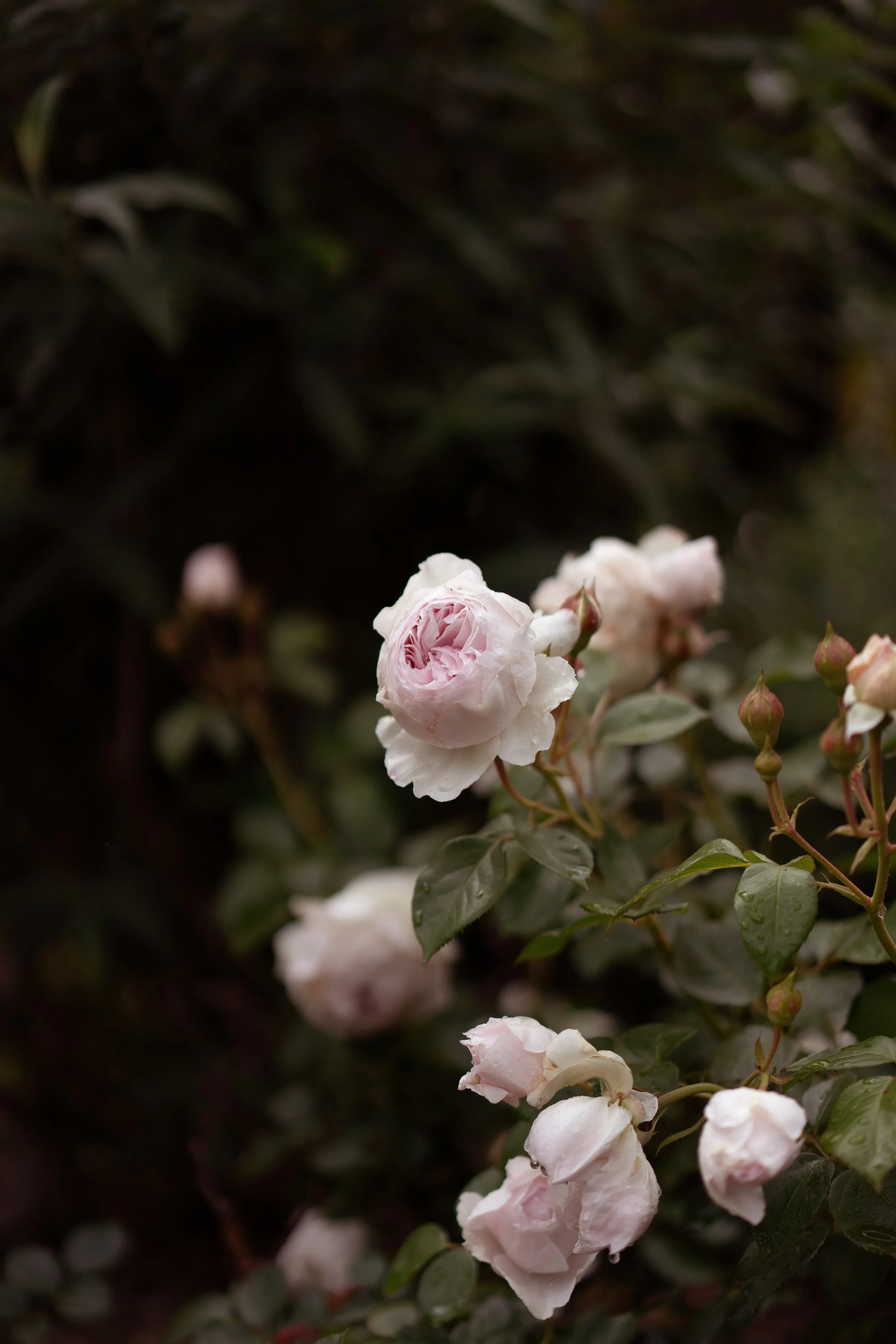 Roses