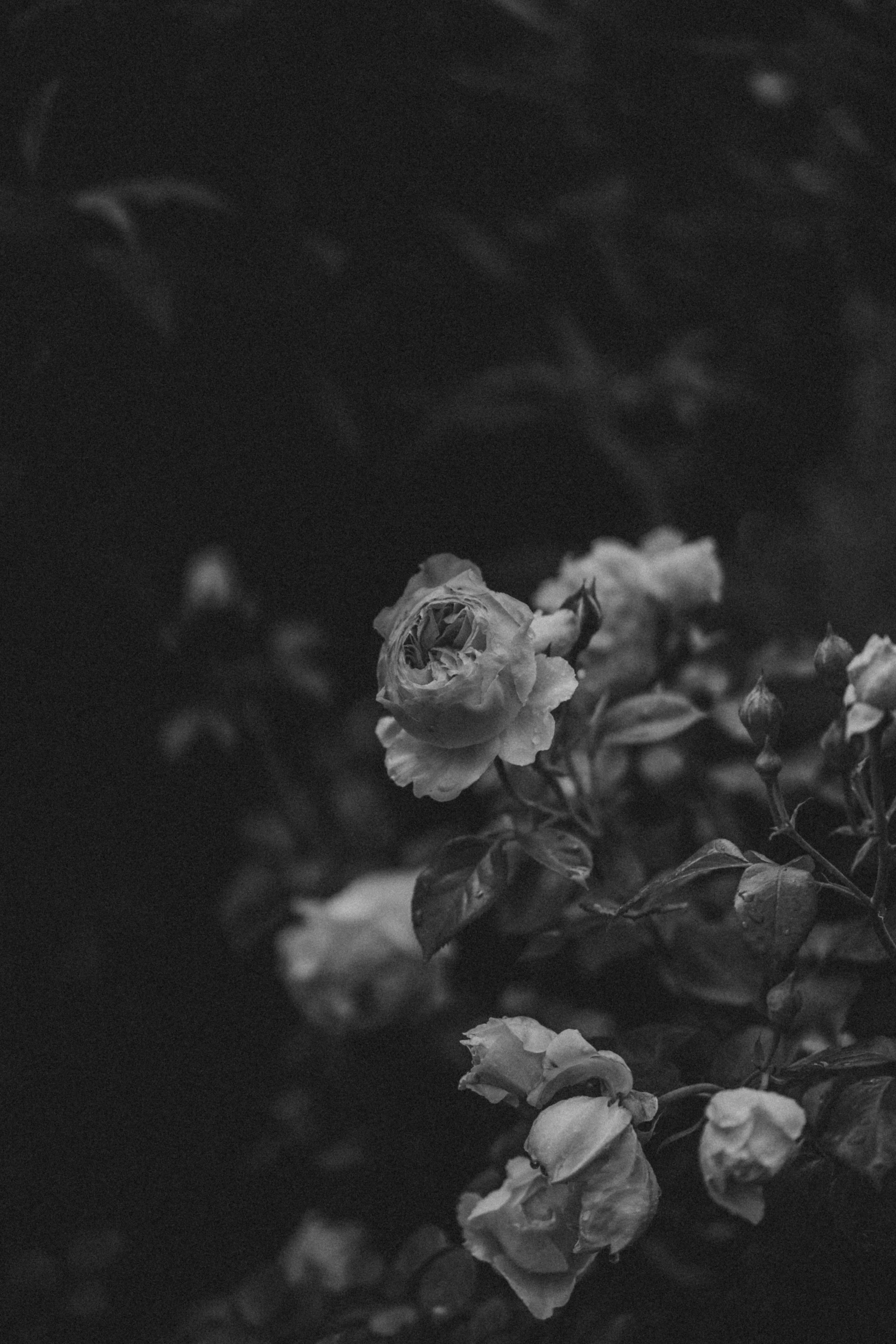 Roses
