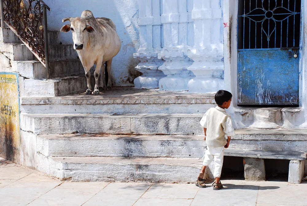 Cow and Boy2.jpg