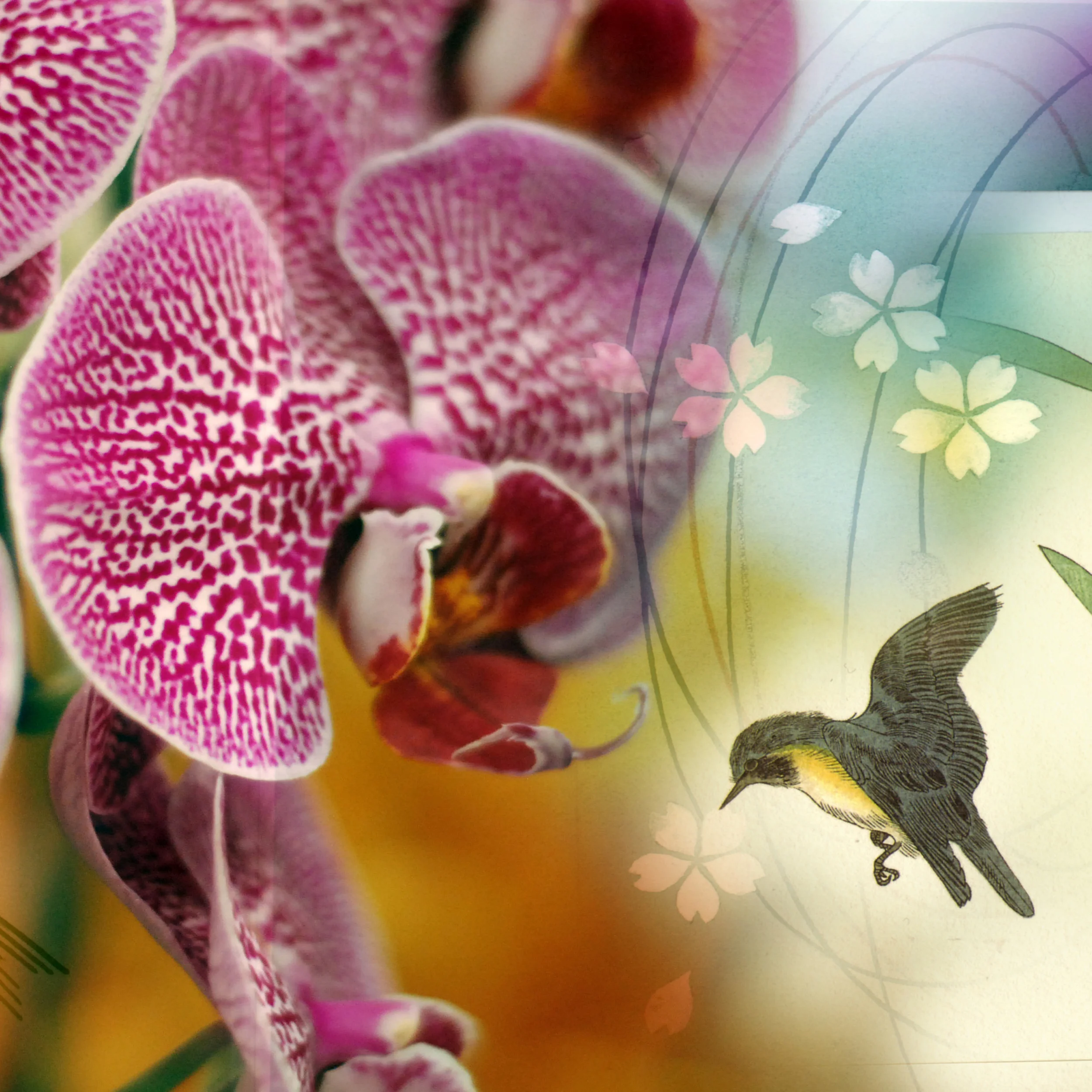 300x300 orchid with bird copy.jpg