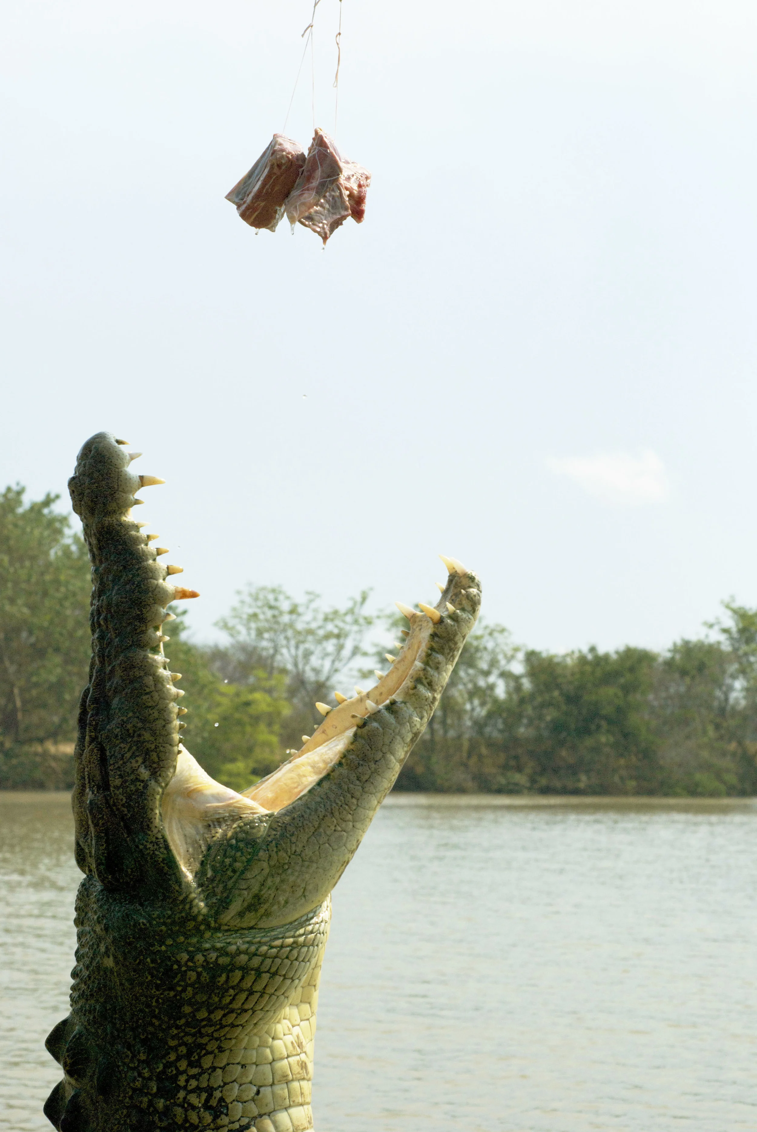 Jumping Crocs Darwin