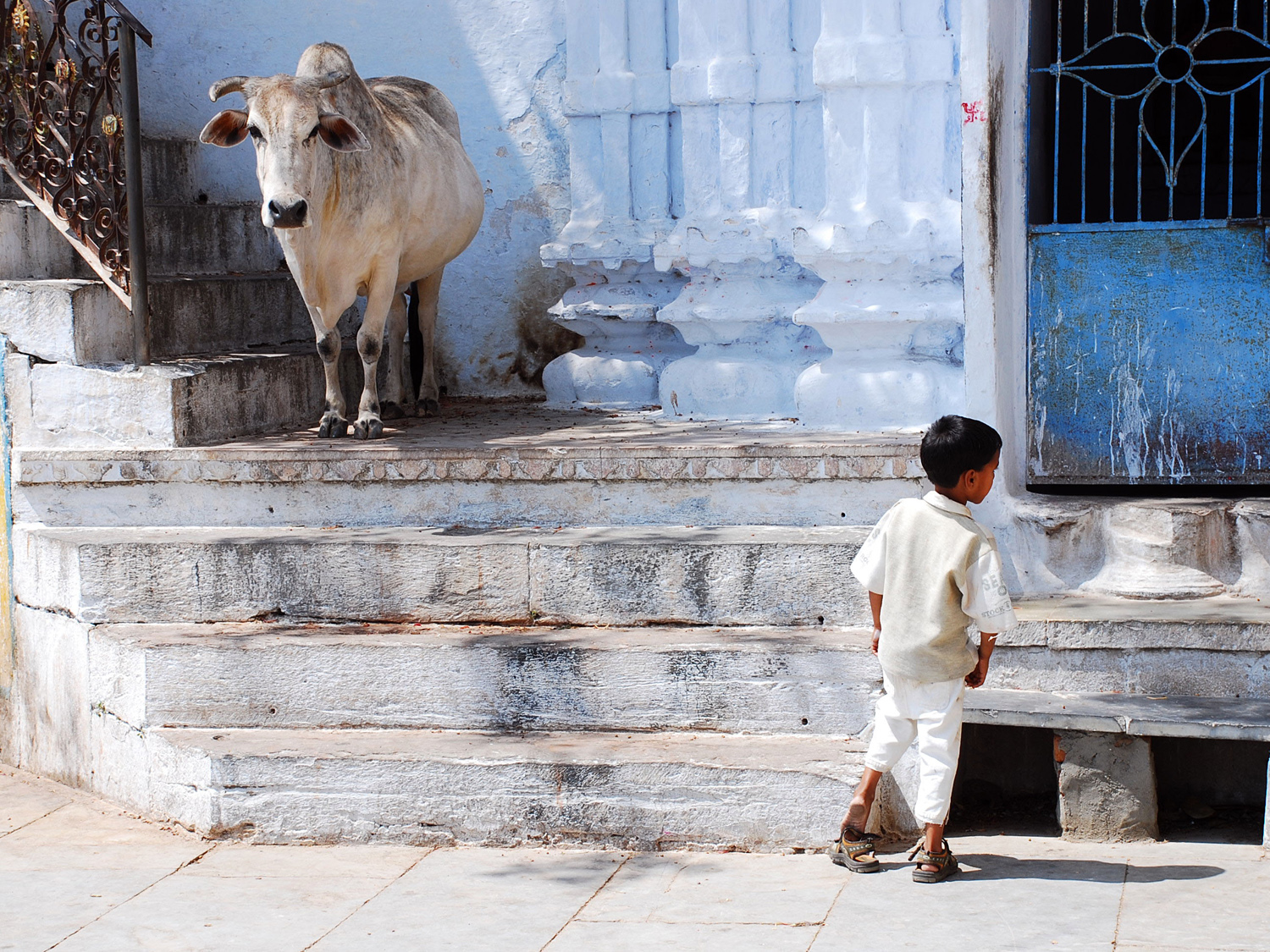 Cow and Boy