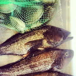 Gabe the Fish Babe's Seafood CSA UPDATE