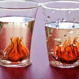 Hibiscus and Ginger Champagne Cocktail