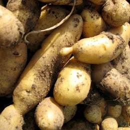Satur Farms Fingerling Potatoes