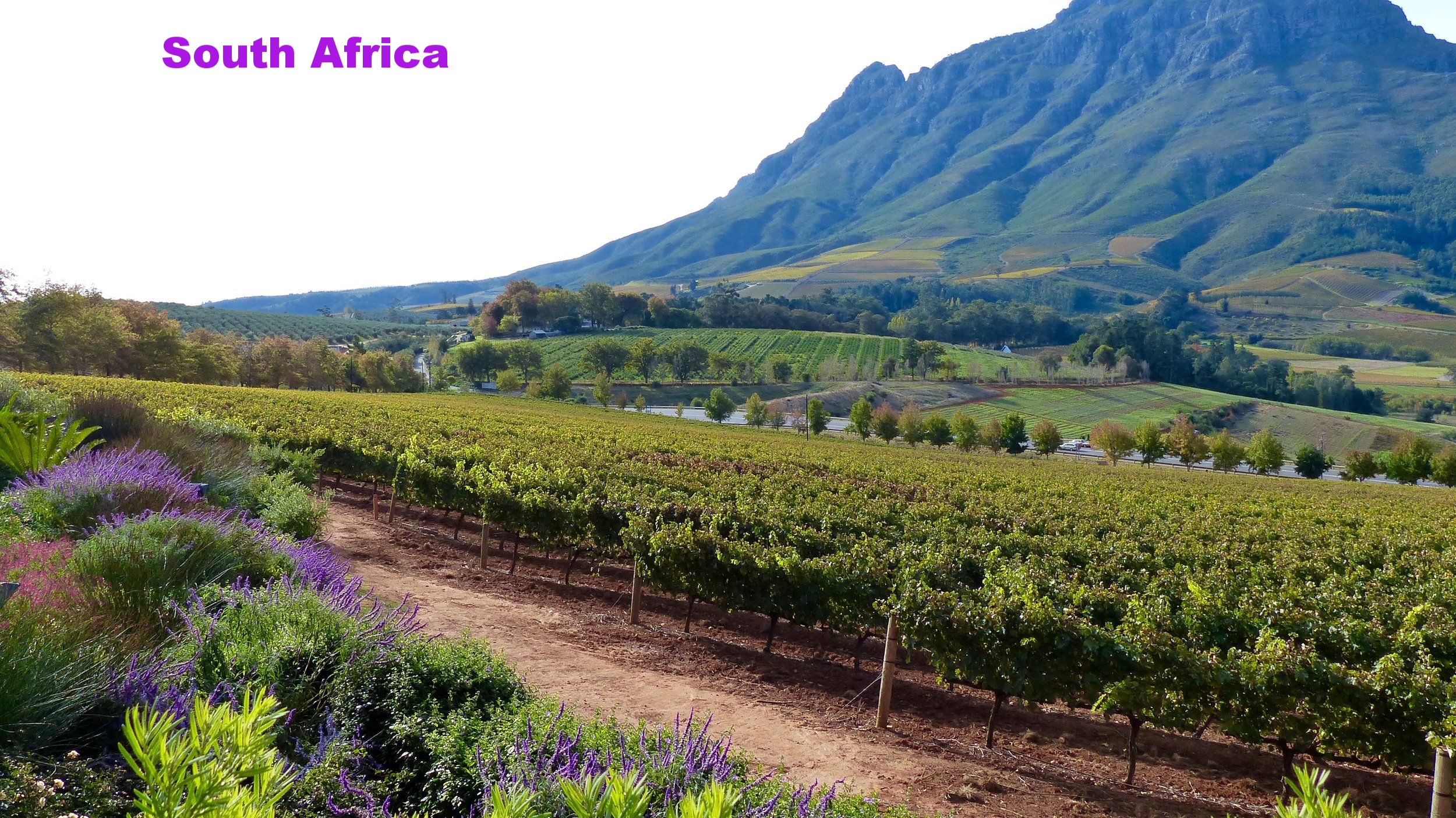 stellenbosch-winery-vineyard-south-africa.jpg