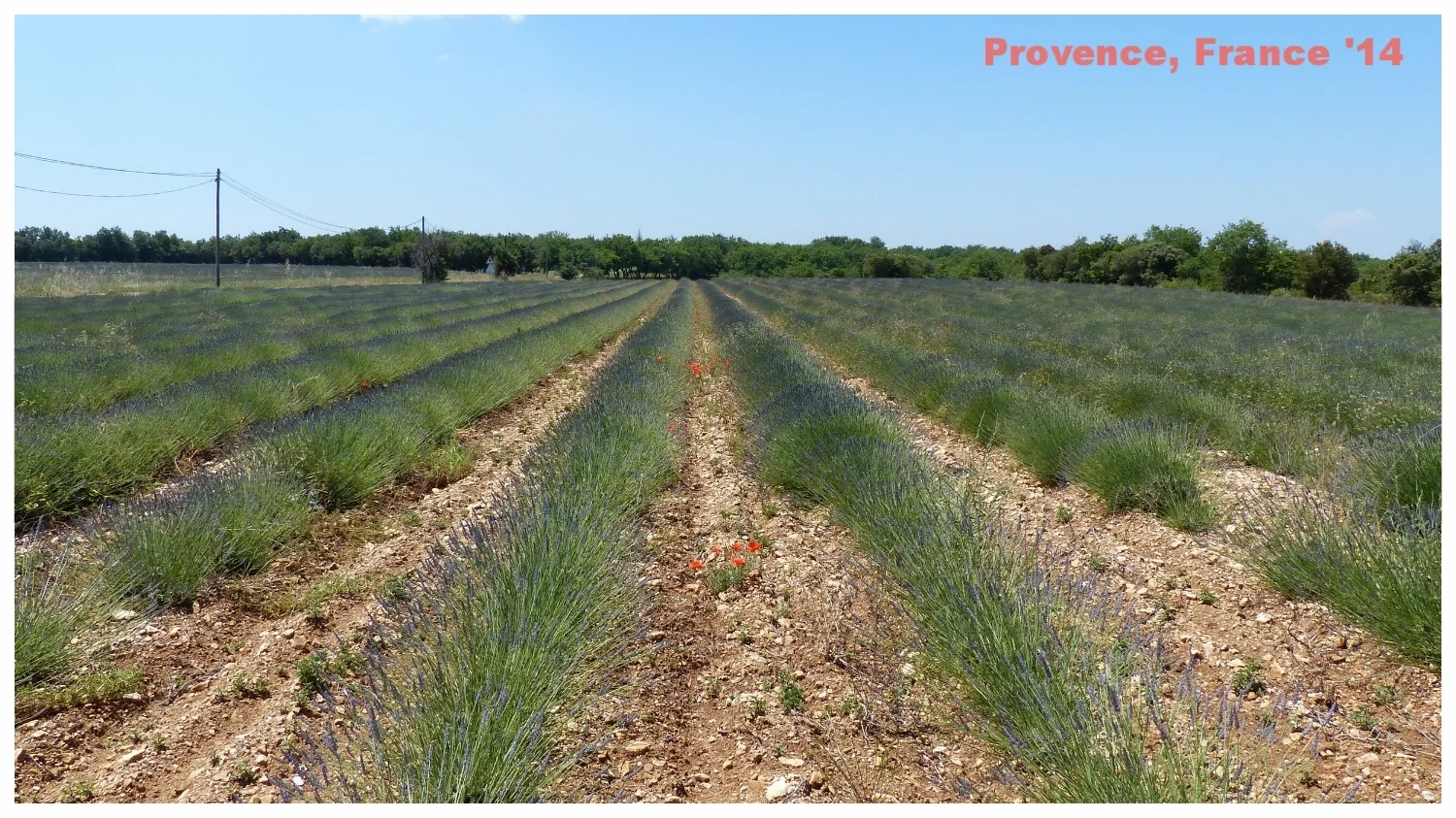provence-france-lavender.jpg