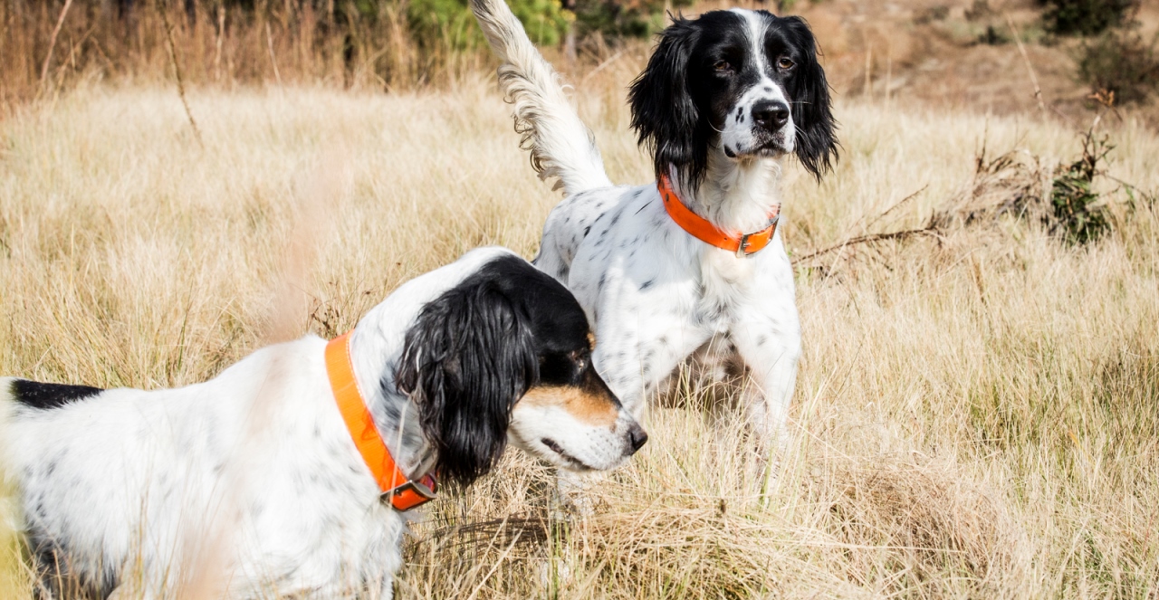 barnsely-garden-hunting-dogs-travel.jpg