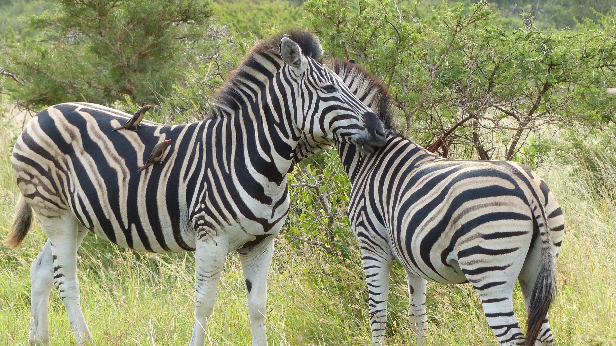 zebra-south-africa-safari-adventure-travel-animals.jpg