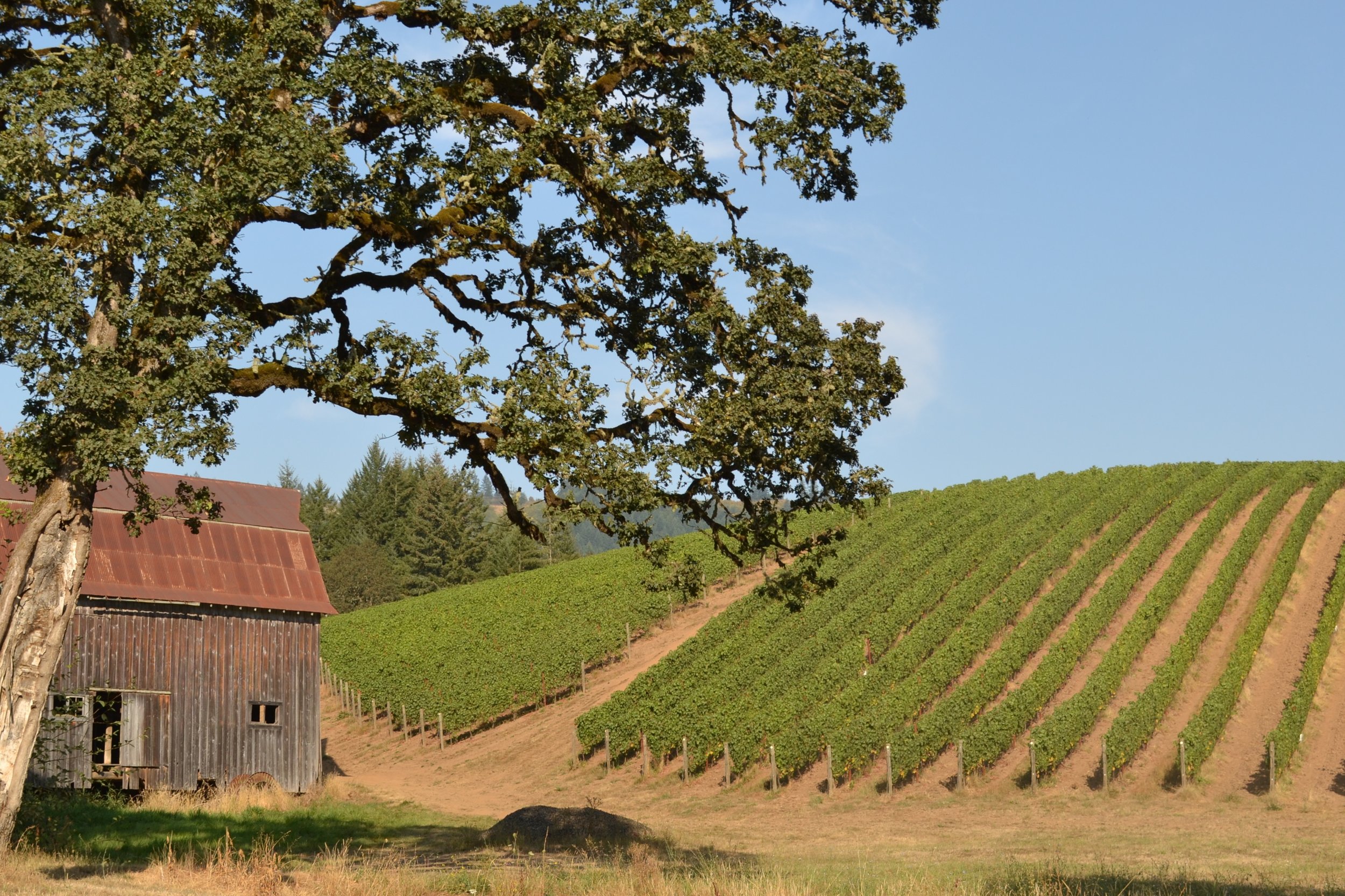 oregon-wine-country.jpg