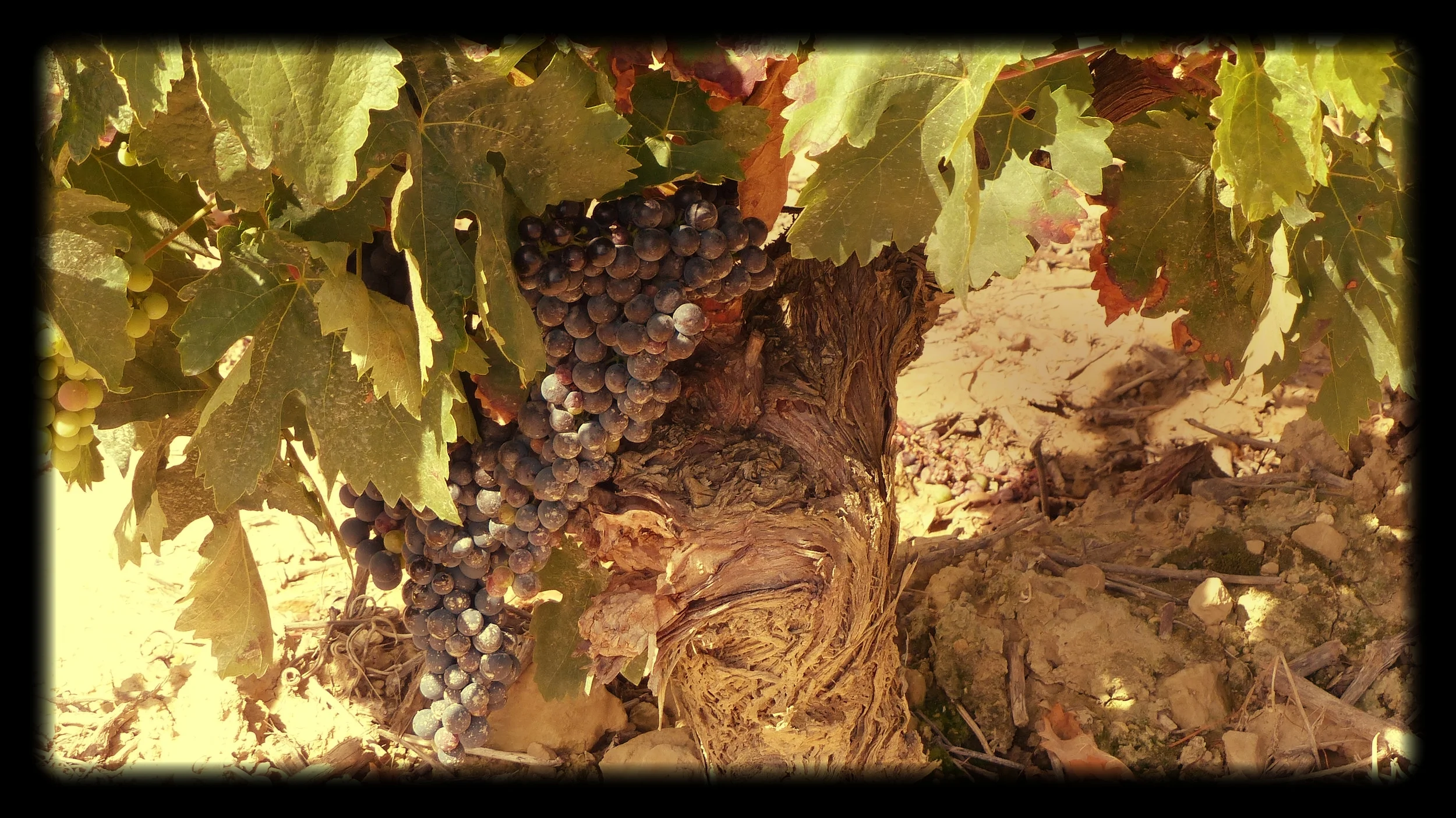 What is the real story with sulfites?