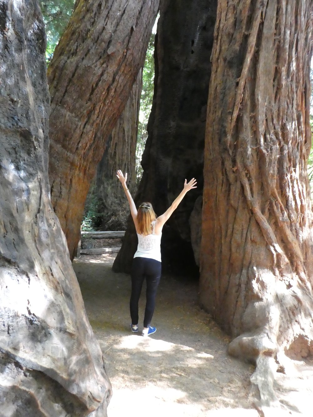 giant-redwoods-california-cowell.jpg
