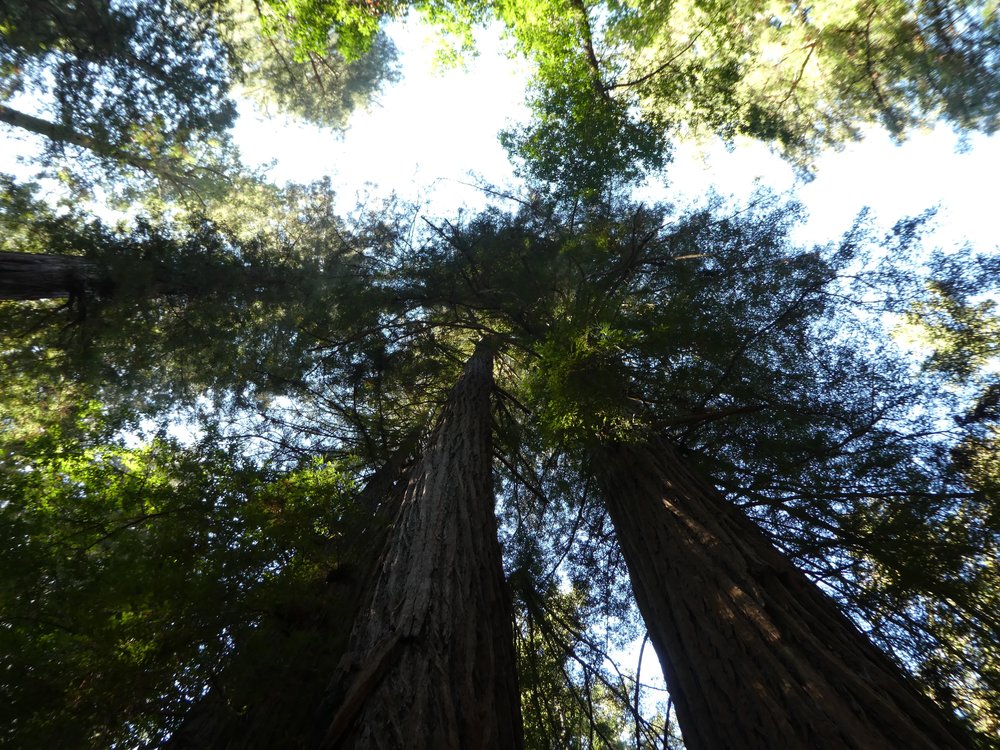 redwood-forest-california.jpg