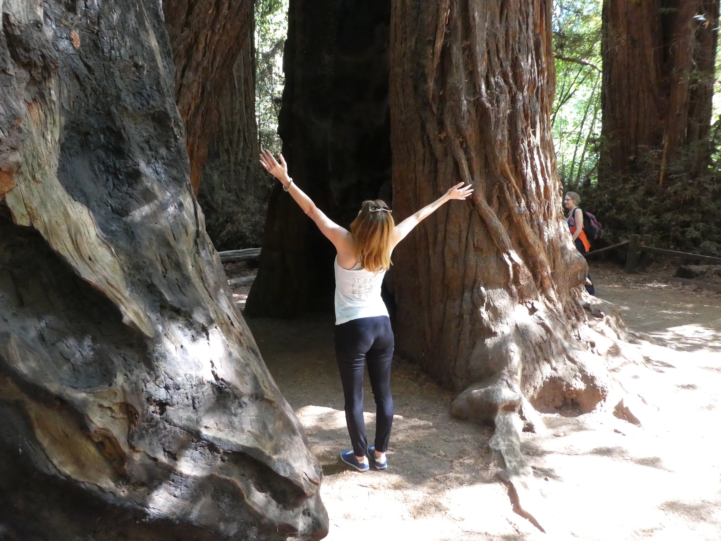 redwood-forest-california-henry-cowell.jpg