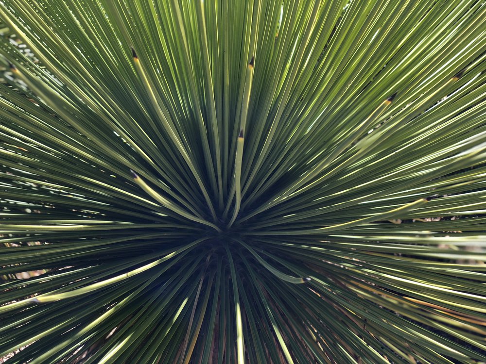 green-plant-mexico.jpg