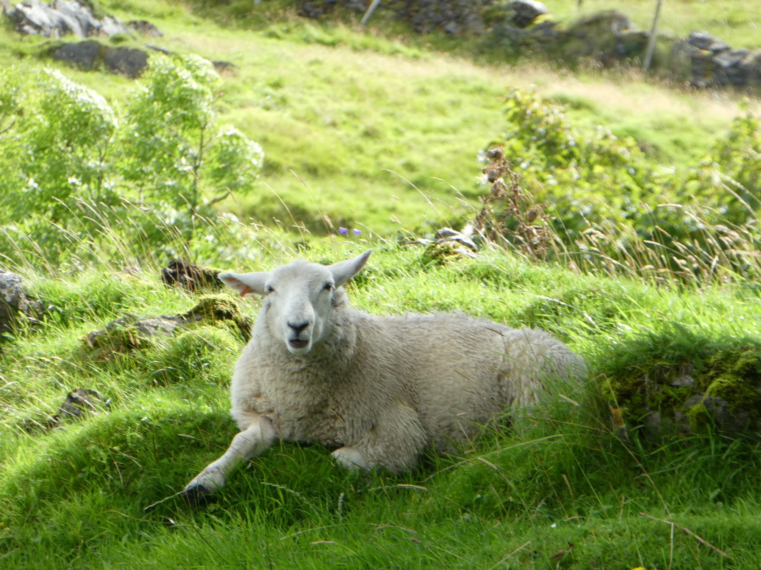 Road Tripping in the Scottish Highlands