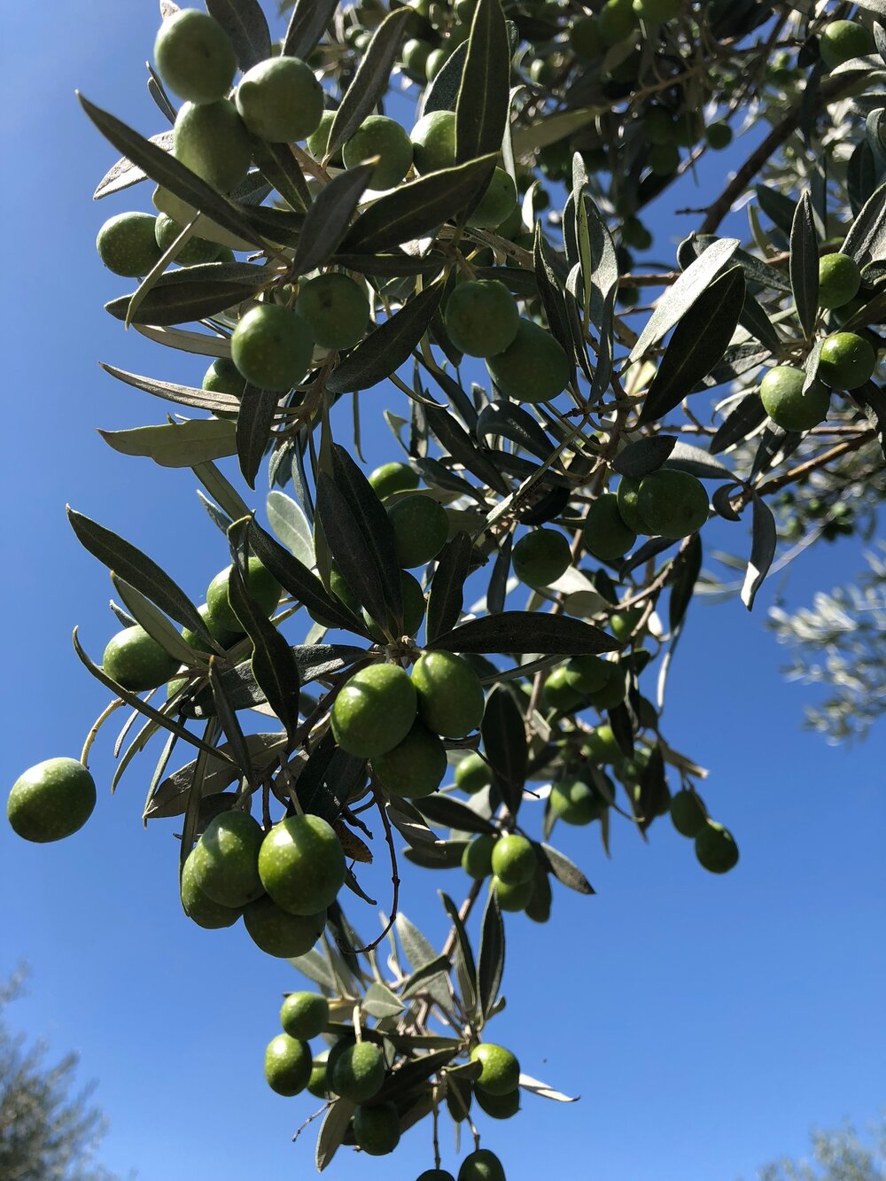 olive-tree.jpeg