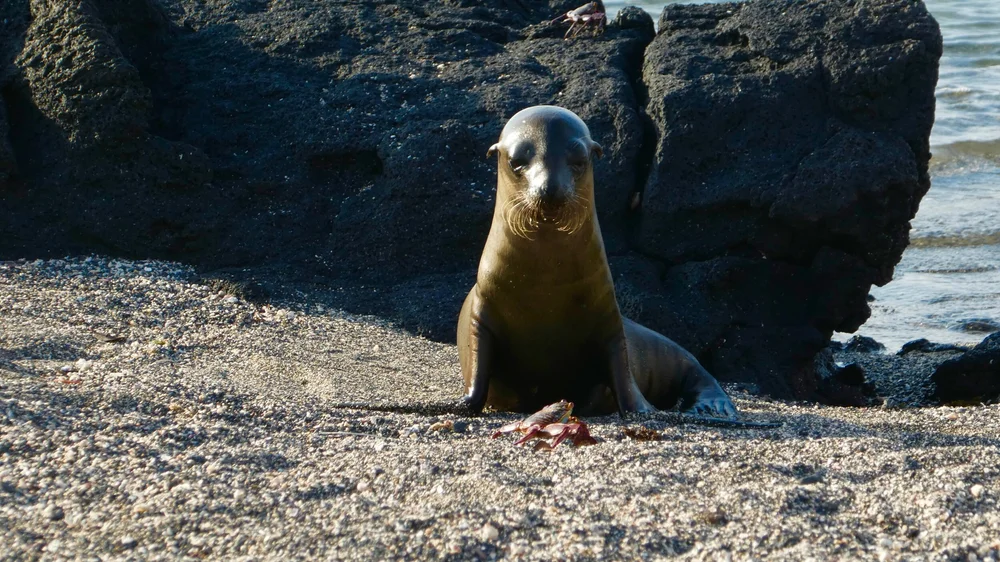 sealpup-galapagos-ecuador.jpeg
