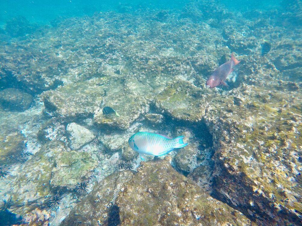 snorkeling-parrotfish-galapagos.jpeg