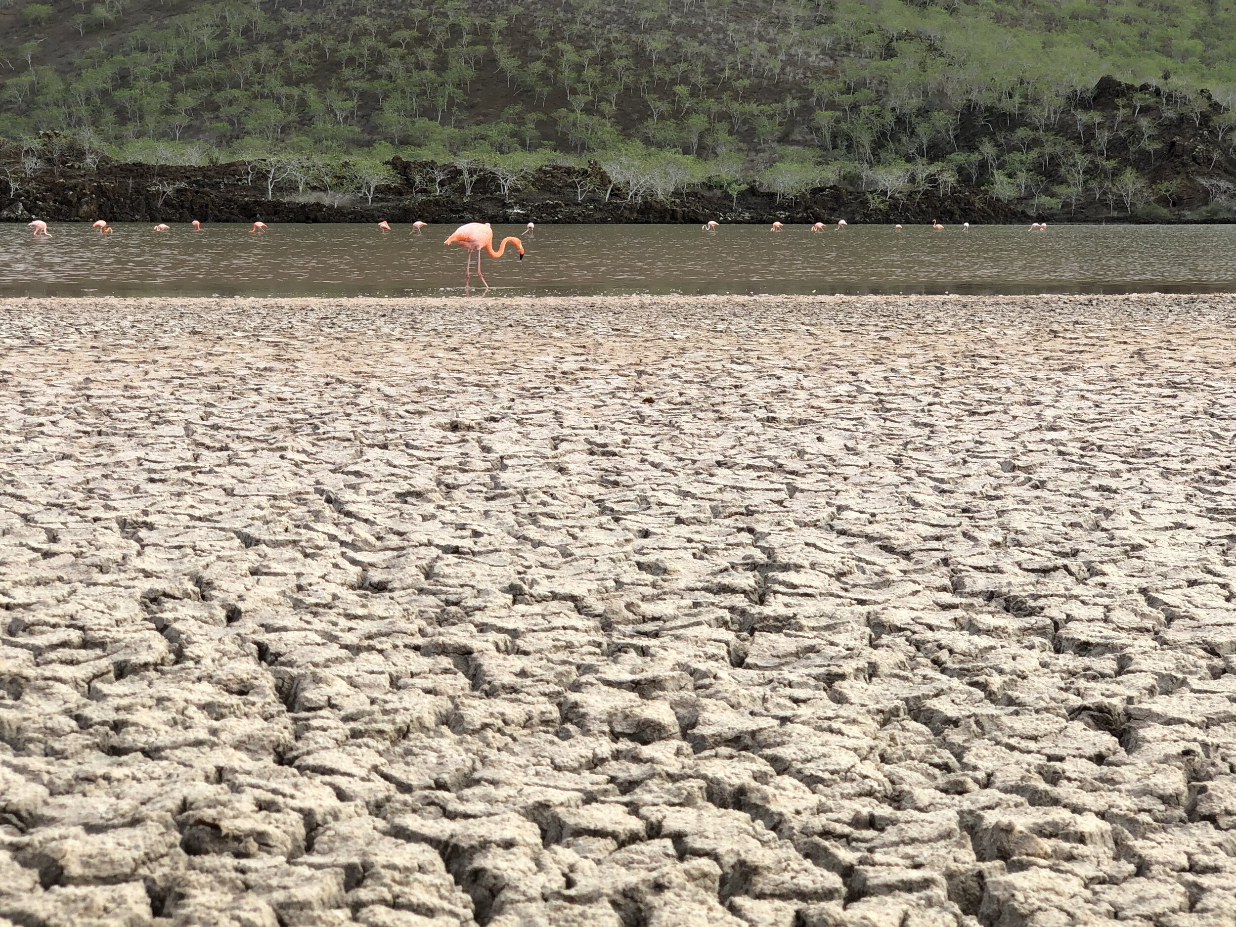 We found colonies of flamingos, nesting, feeding, flying, bathing…