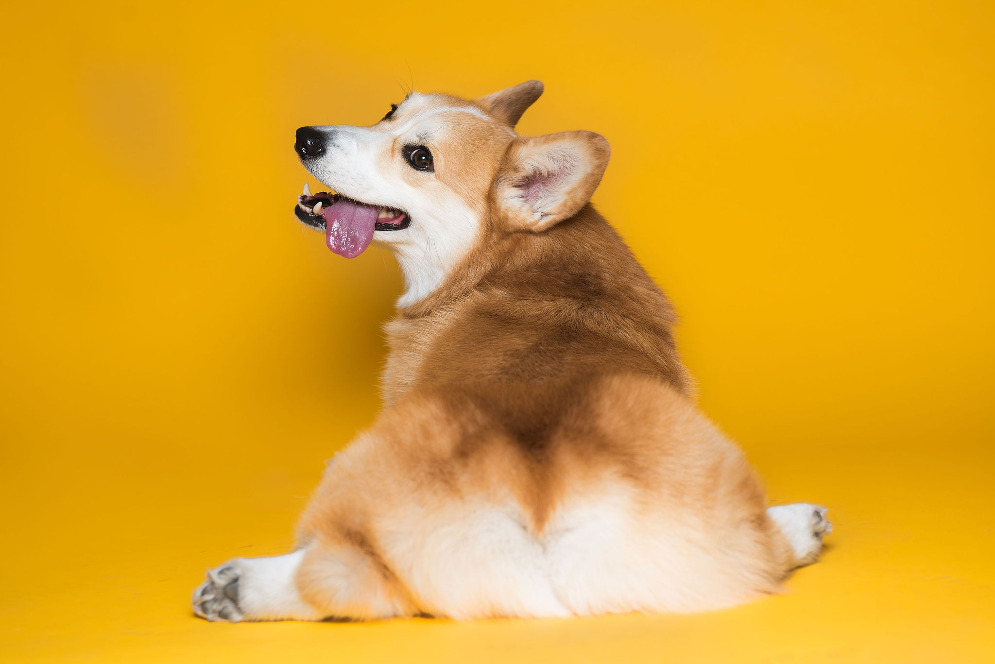 SecretLifeofPetsPhotoshoot-20.jpg