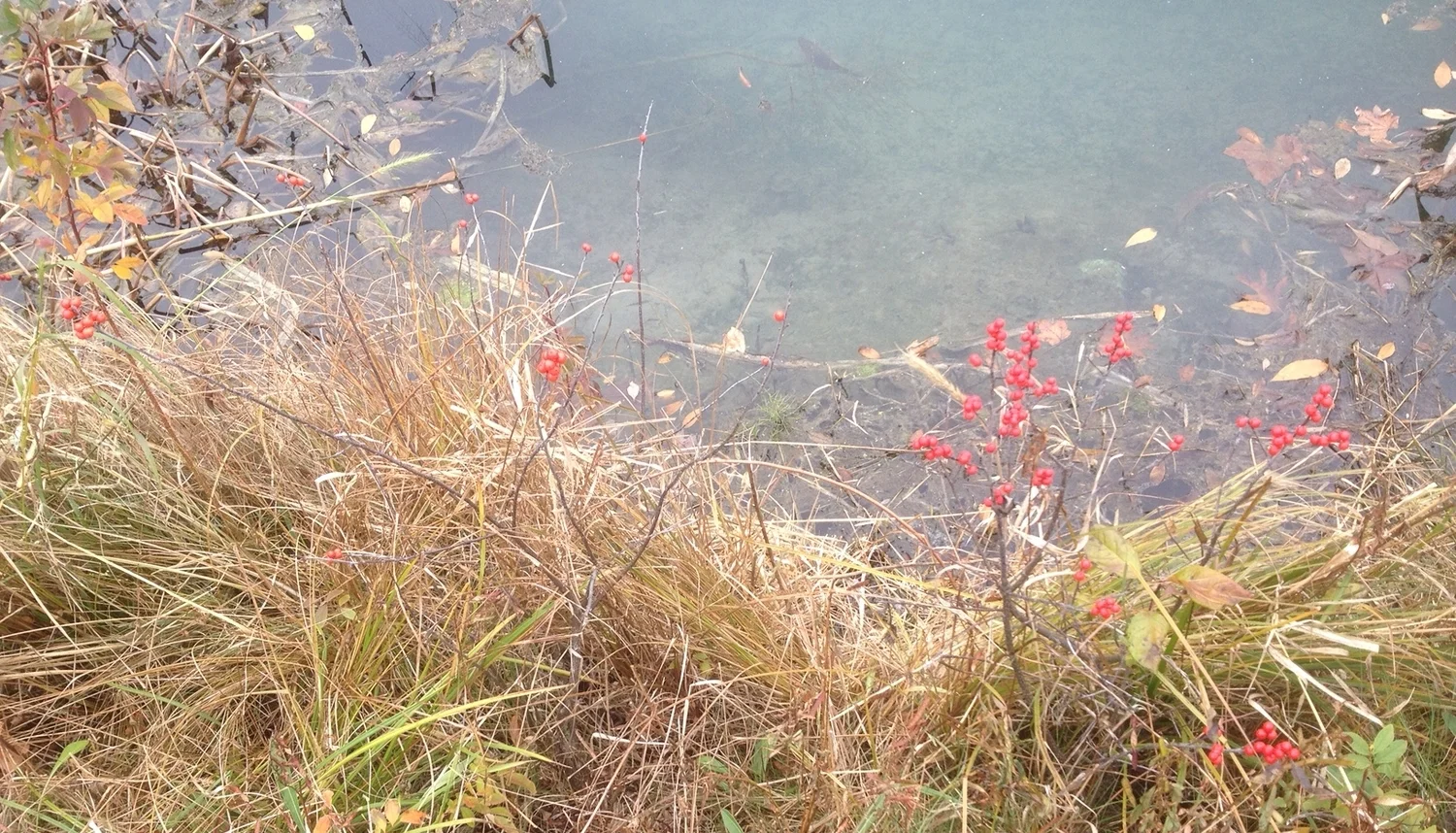 pond.jpg