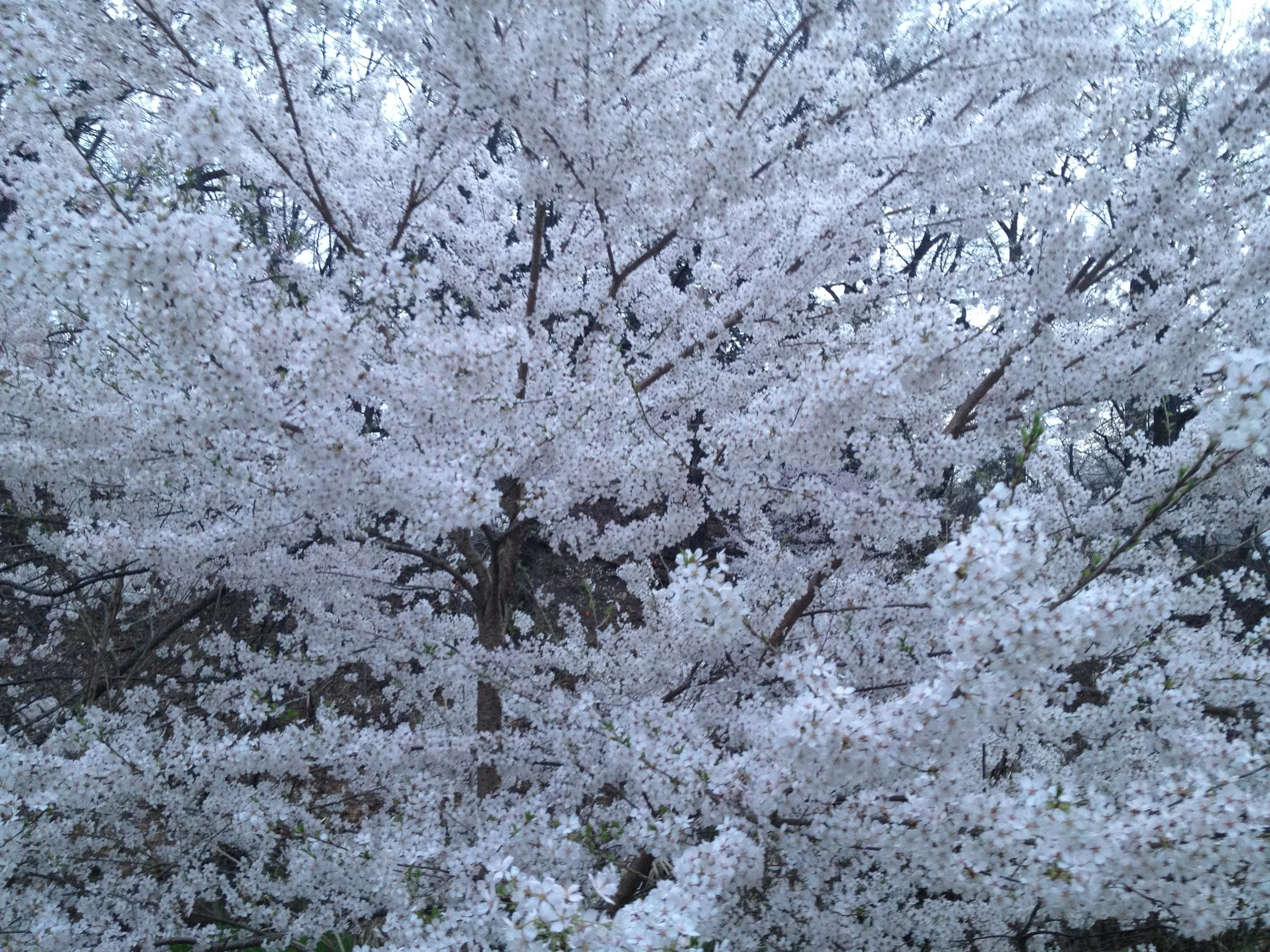 Beauty Pageant Gala Banquet